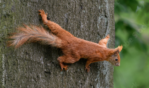 Red Squirrel in Tree, Sciurus vulgaris
