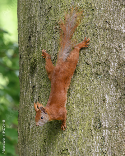 Red Squirrel in Tree, Sciurus vulgaris