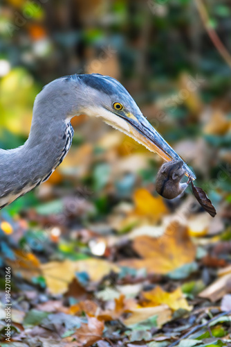 Grey Heron with Mouse