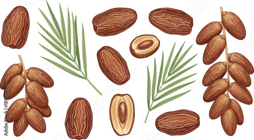 Date cluster and palm frond illustration—vector of whole and halved dates with stems and green leaves 