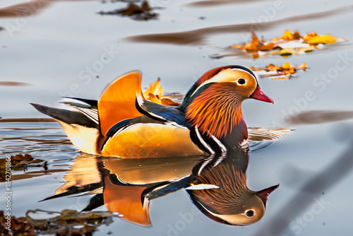 Mandarin Duck on Water