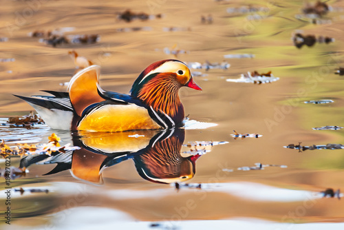 Mandarin Duck Reflection