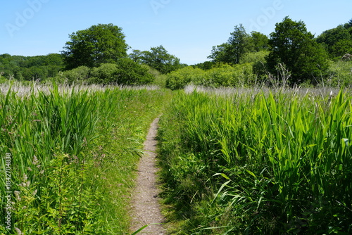 Wanderweg, Pfad durch Feuchtgebiet im Tal der Langballigau, Wiese, Pflanze, grün, green, Sommer, Trampelpfad, Baum, Himmel, blau, Schilf, Gras, wandern, Langballig, Deutschland, Europa
