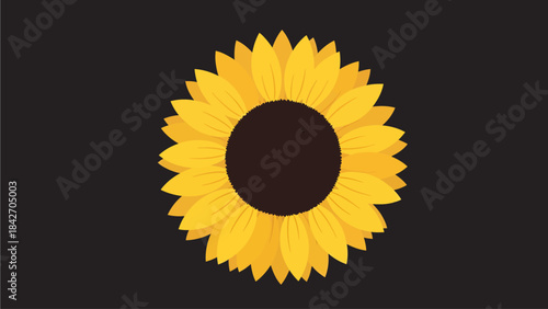 sunflower on black background