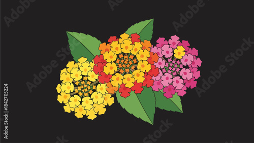 colorful flowers vector illustration