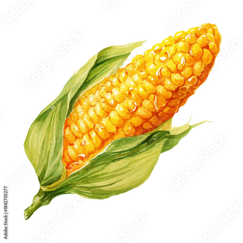 Watercolor isometric vector-style illustration of Sweet Corn, isolated on white background.