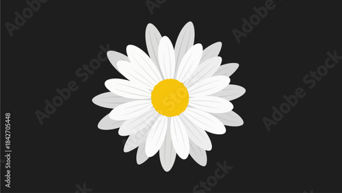 camomile on black background