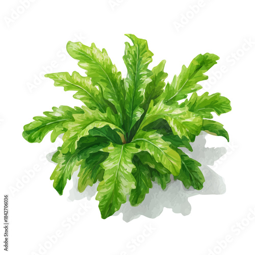 Isometric watercolor rendering of Rabbits Foot Fern, isolated on a clean white background.
