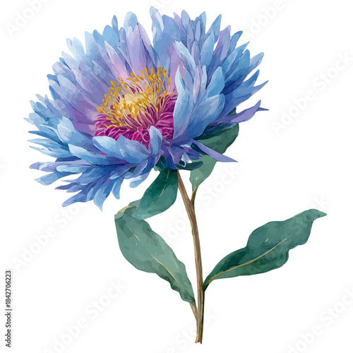 Artistic isometric watercolor image of Aster Flower, isolated on a white surface.