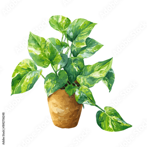 Isometric-style watercolor depiction of Pothos, set against a white background.