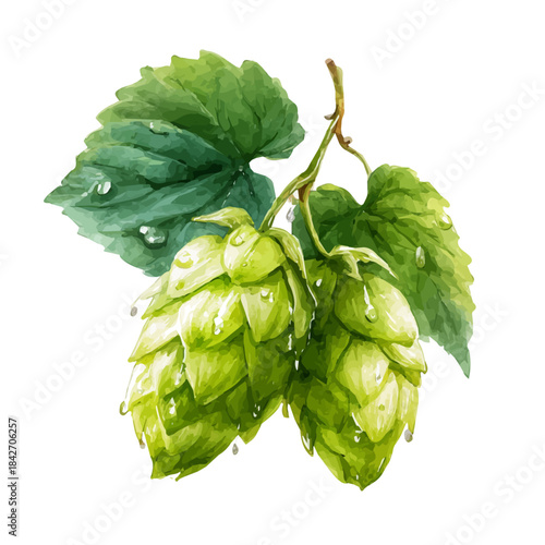 Isometric watercolor rendering of Hops, isolated on a clean white background.