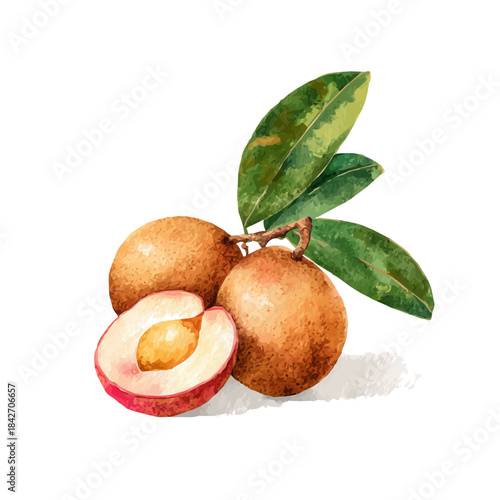Isometric-style watercolor depiction of Sapodilla, set against a white background.