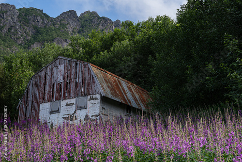 Old wooden barn with pink flowers on the foreground and mountains on the background in Norway during summer season