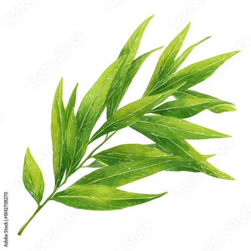 A watercolor isometric illustration of Willow Leaf, cleanly isolated on white background.