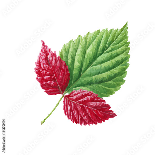 Watercolor isometric vector-style illustration of Raspberry Leaf, isolated on white background.