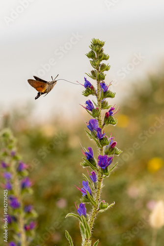 Papillon moro-sphinx ou sphinx colibri trompe complètement déployée capturé en plein vol se nourrissant du nectar de fleurs de vipérine. Macroglossum stellatarum, Lépidoptères