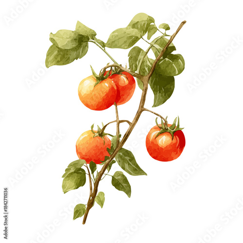 Isometric watercolor rendering of Tomato Vine, isolated on a clean white background.