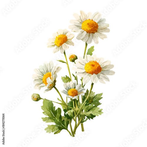 Chamomile illustrated in isometric watercolor style, isolated on white.