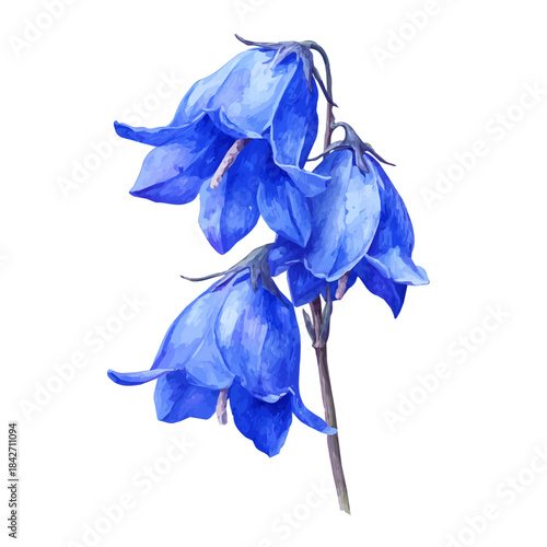Isometric-style watercolor depiction of Bluebell, set against a white background.