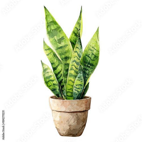 Isometric watercolor graphic of Snake Plant, neatly isolated on white background.