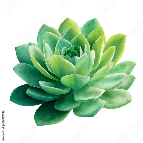 Isometric-style watercolor depiction of Succulent, set against a white background.