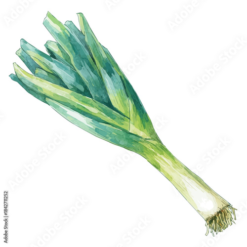 Isometric-style watercolor depiction of Leek, set against a white background.