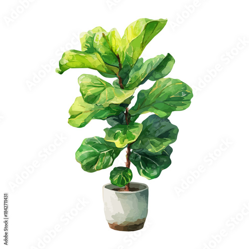Fiddle Leaf Fig in detailed isometric watercolor art, isolated on a pure white backdrop.