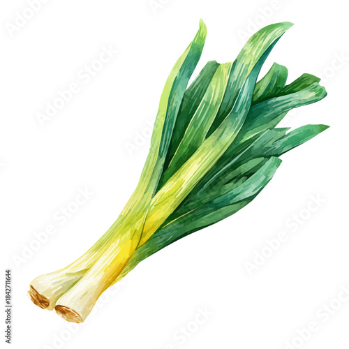 Isometric-style watercolor depiction of Leek, set against a white background.