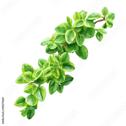 Isometric watercolor graphic of Trailing Jade, neatly isolated on white background.
