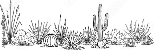 Black and white line drawing of desert plants including saguaro cactus and succulents Keywords: desert, plants, cactus, succulents