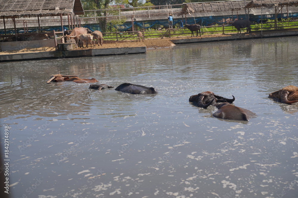 Fototapeta premium Feed the gentle water buffaloes 🐃 in their natural pond! Experience this beautiful, peaceful spot featuring traditional Thai wooden architecture and a true rural escape.