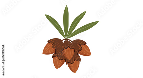 Illustration of a shea tree branch with a cluster of ripe brown nuts and vibrant green leaves, isolated on a clean white background.
