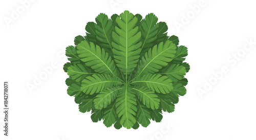 Symmetrical top-down aerial view of a lush green fern or palm plant, showcasing its detailed leaf structure on a white background.