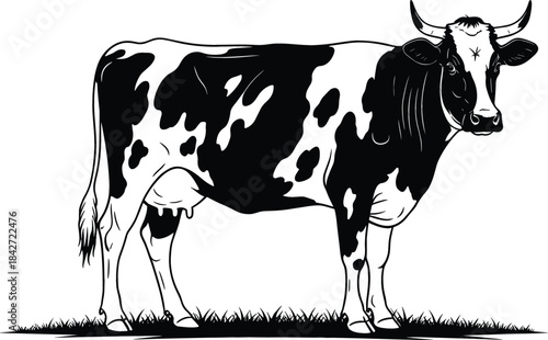 Detailed black and white vector illustration of a Holstein dairy cow standing in a field, suitable for farm, beef, and milk product labels