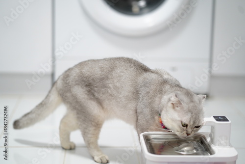Gray Cat Approaching Water Fountain in Modern Kitchen with Washing Machine in Background