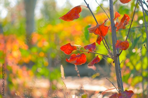 Autumn red leaves