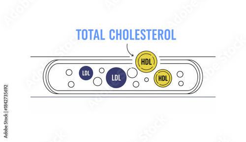 Total Cholesterol Concept. Visualization of HDL and LDL Cholesterol in Bloodstream.