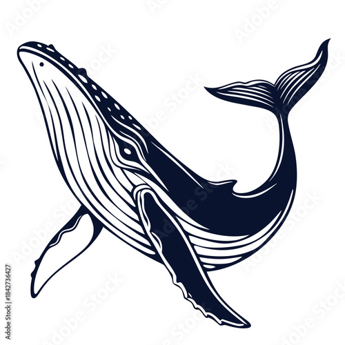 Killer Whale Vector