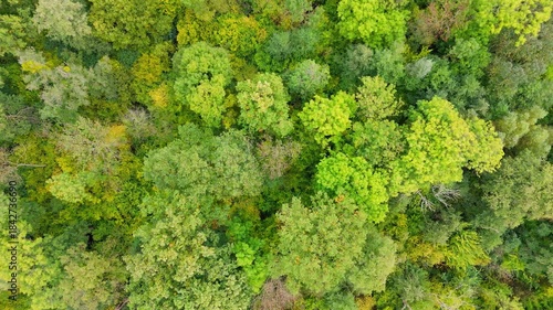 Exploring dense tree canopy in a lush forest during autumn daylight