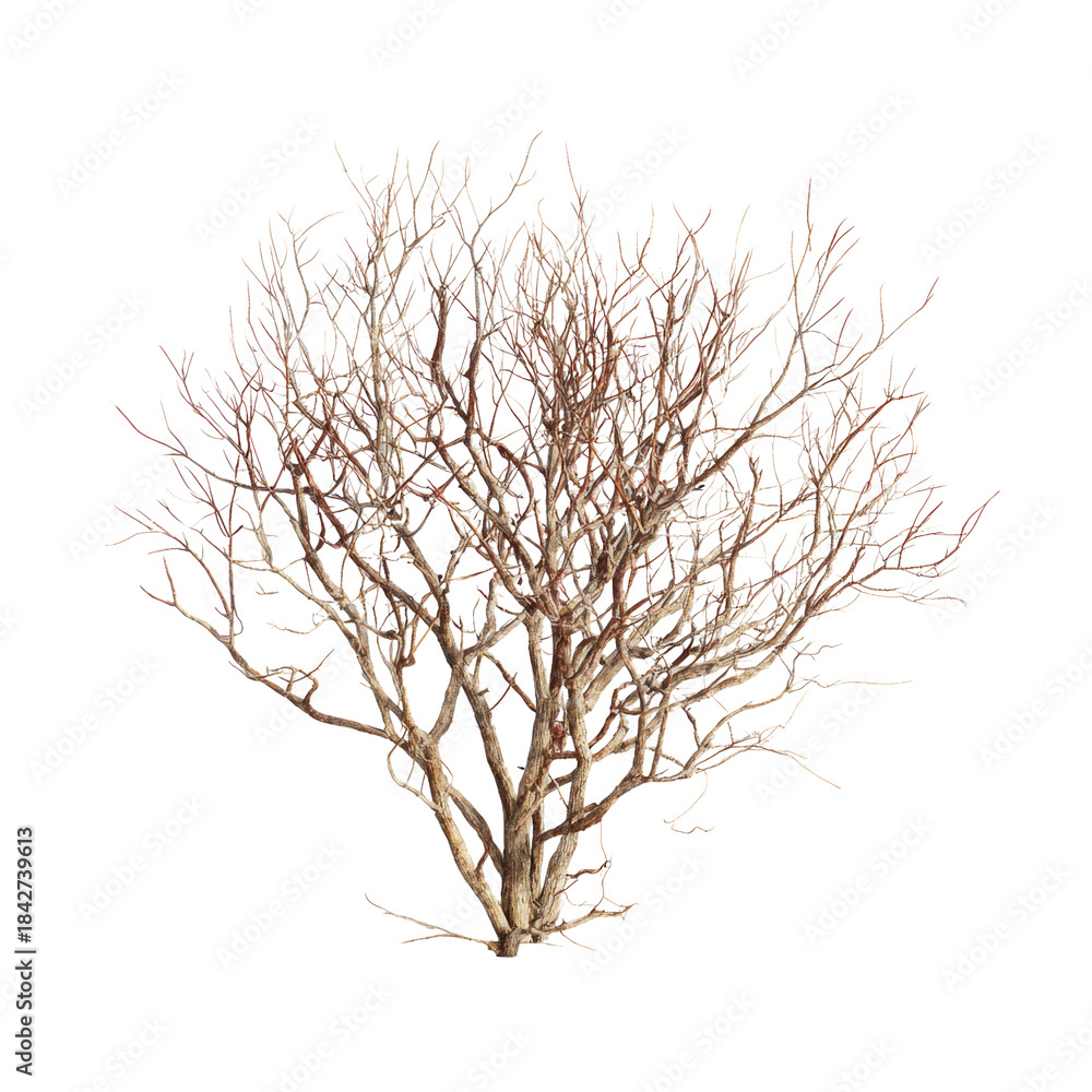 Obraz premium Bare Tree on Isolated Background