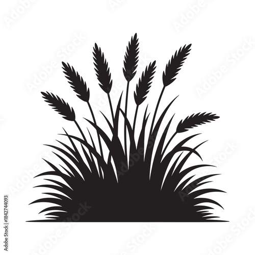 Detailed silhouette vector illustration of wheat or cereal grain stalks and grass