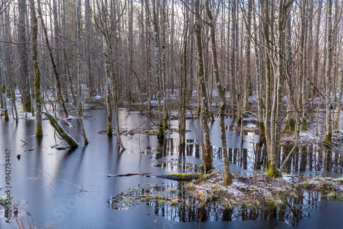 Billede på lærred The marshes of the Bialowieza Forest, Poland