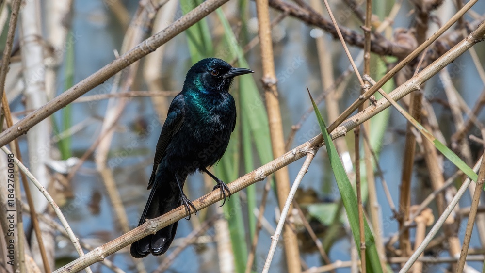 Obraz premium Black bird perched on branches among reeds in a natural wetland habitat.