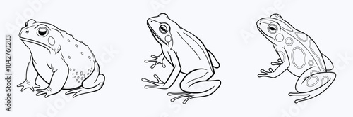 Three Outline Frogs with Different Poses and Skin Textures on White amphibian amphibians