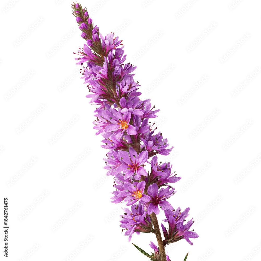 Naklejka premium Flower Displays Purple Petals in a Garden Setting During Daytime Hours in Late Spring Season