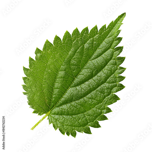 Green Leaf Shows Texture and Shape From Nature in Close View