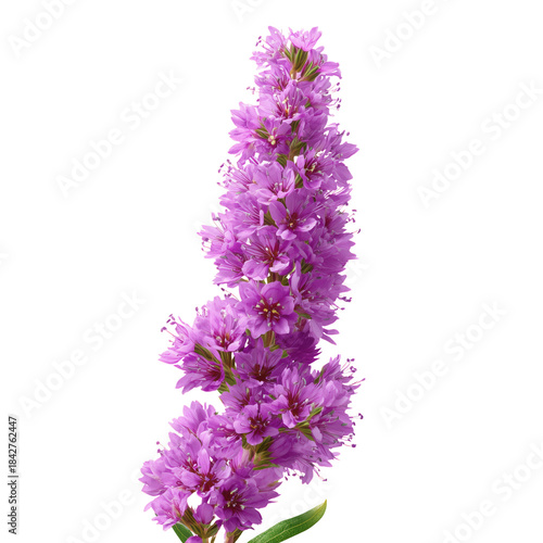 Flower Displays Purple Petals in a Garden Setting During Daytime Hours in Lat...