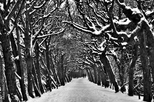 dark park alley in winter wall street art