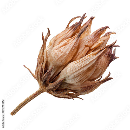 Dried Flower With Natural Colors and Structure on White Background in Simple ...