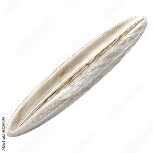 Smooth Shell Found on Sandy Beach During Low Tide Near Ocean Coast in Summer ...